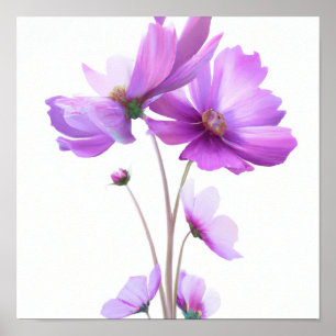 Purple Cosmos Fleurs Art Imprimer Poster