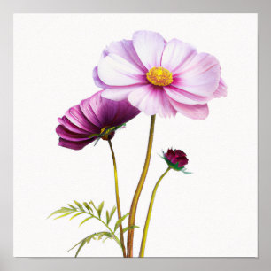 Purple Cosmos Fleurs Art Imprimer Poster