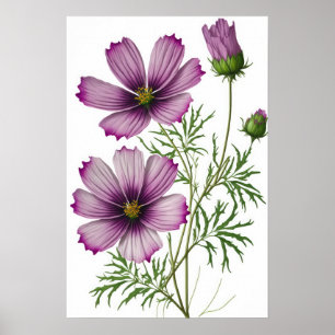 Purple Cosmos Fleurs Art Imprimer Poster