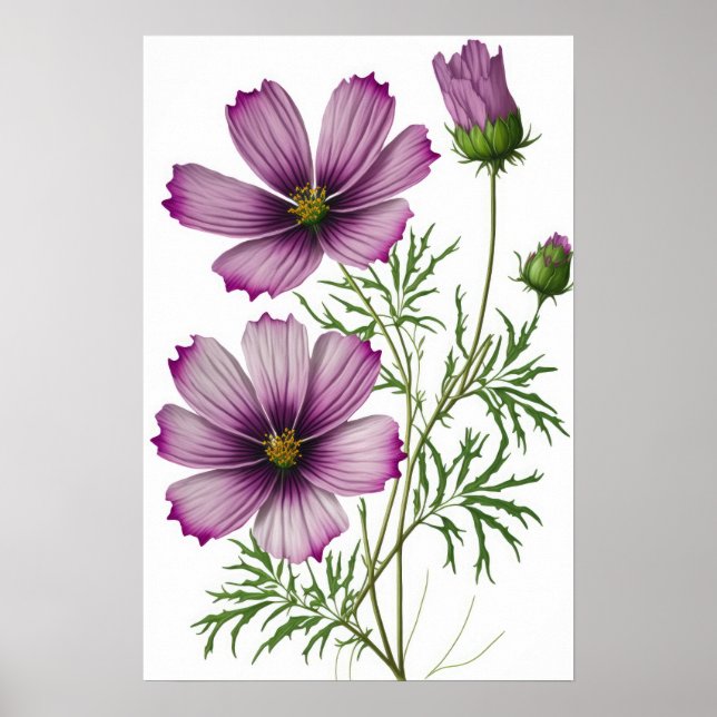 Purple Cosmos Fleurs Art Imprimer Poster (Devant)