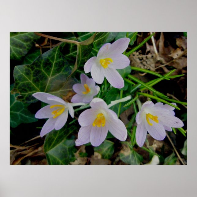 Purple Crocus Poster (Devant)
