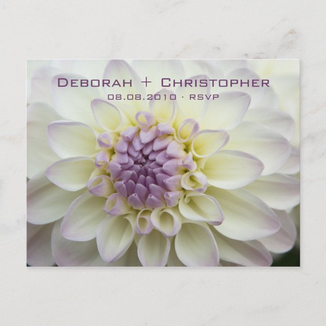 Purple Dahlia ・ Carte Postale RSVP (Devant)