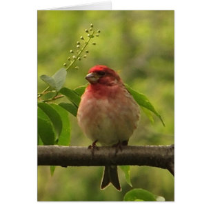 Purple Finch  Blank Card