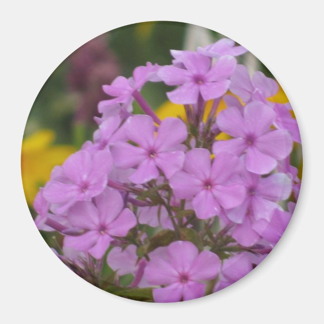 Purple Garden Phlox 3" Magnet rond (Devant)