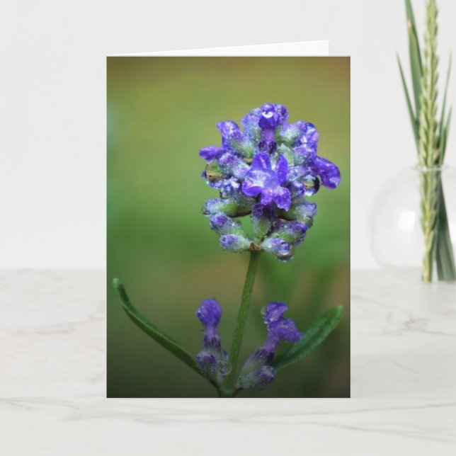 Purple glacé, carte (Devant)