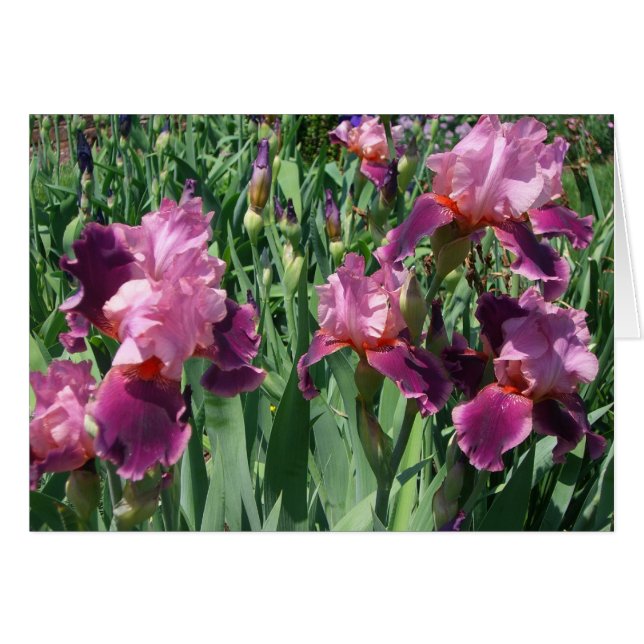Purple Irises Printemps Floral (Devant horizontal)