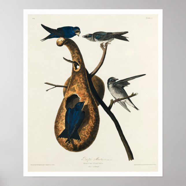 Purple Martin par Audubon Poster (Devant)
