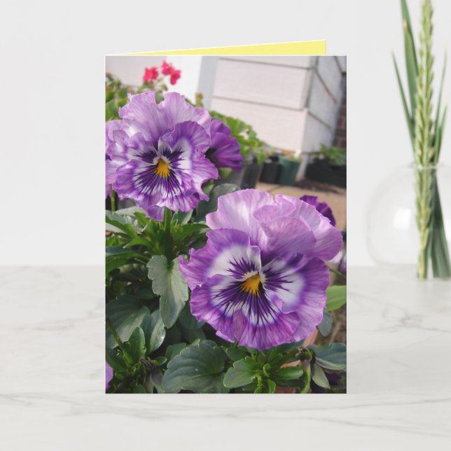Purple Pansy Photographie fleurs carte florale (Devant)