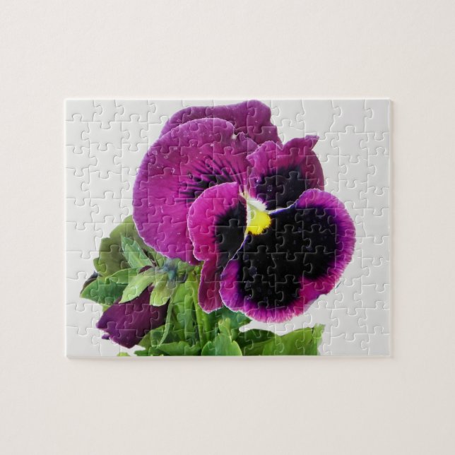 purple pansy puzzle (Horizontal)
