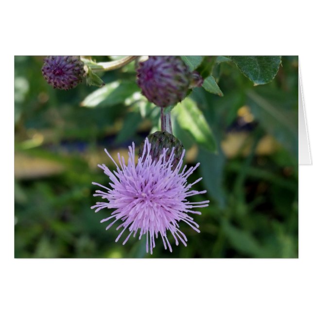 purple splas (Devant horizontal)