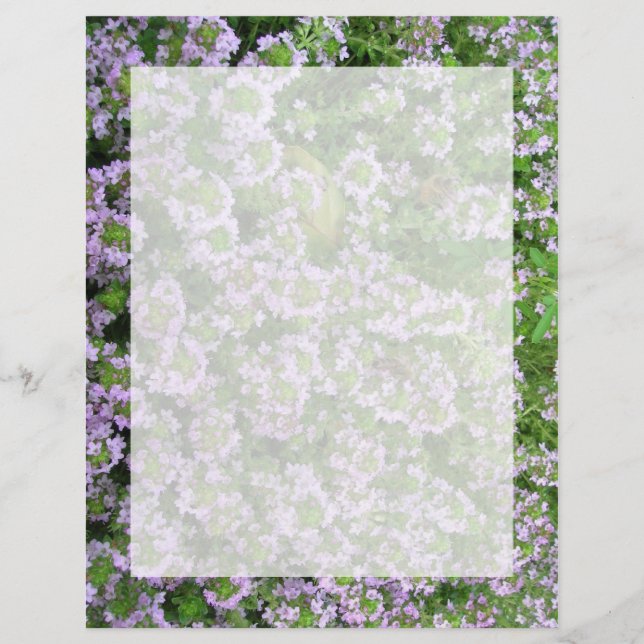 Purple thym (Devant)