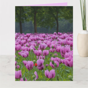 PURPLE TULIPS FLEURS ANNIVERSAIRE GRANDES CARTES