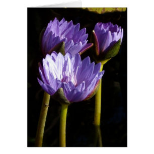 Purple Water Lilies