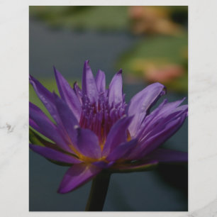 Purple Waterlily