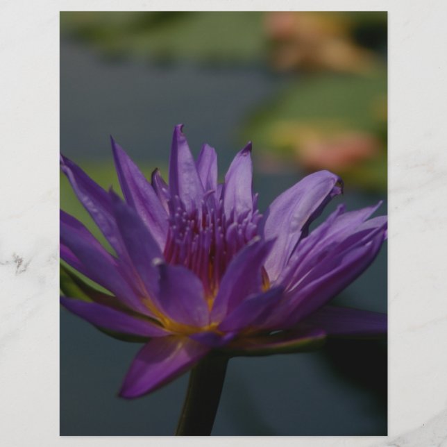 Purple Waterlily (Devant)