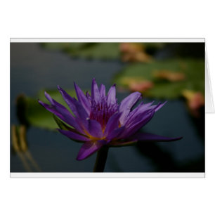 Purple Waterlily