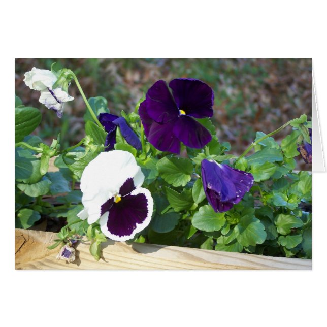 Purple & White Pansy (Devant Horizontal)