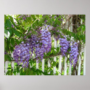 Purple Wisteria ~ impression