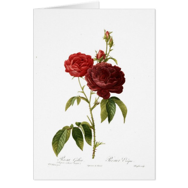 Purpuro de gallica de Rosa (Devant)