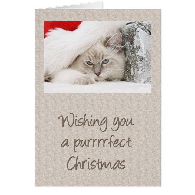Purrfect Kitty Christmas (Devant)