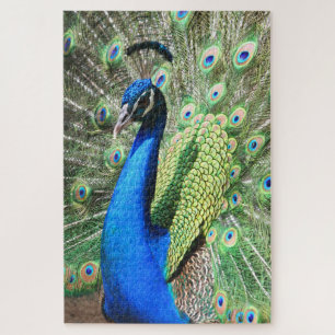 Puzzle 1000 pièce Stunning Peacock Photo