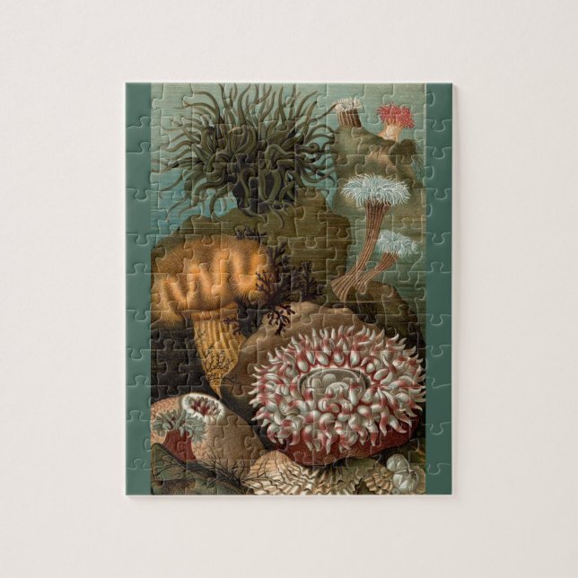 Puzzle 19e century print sea anemones (Vertical)