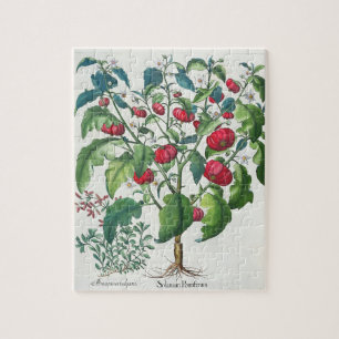 Puzzle 1.Solanum Pomiferum ; 2.Amaracus vulgaris, du