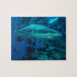 Puzzle 2 de requin