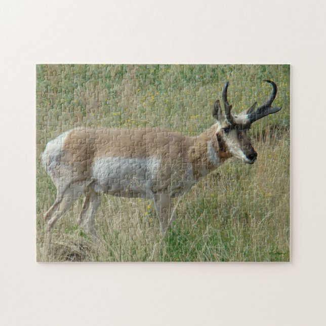 Puzzle A12 Pronghorn Antelope Buck (Horizontal)