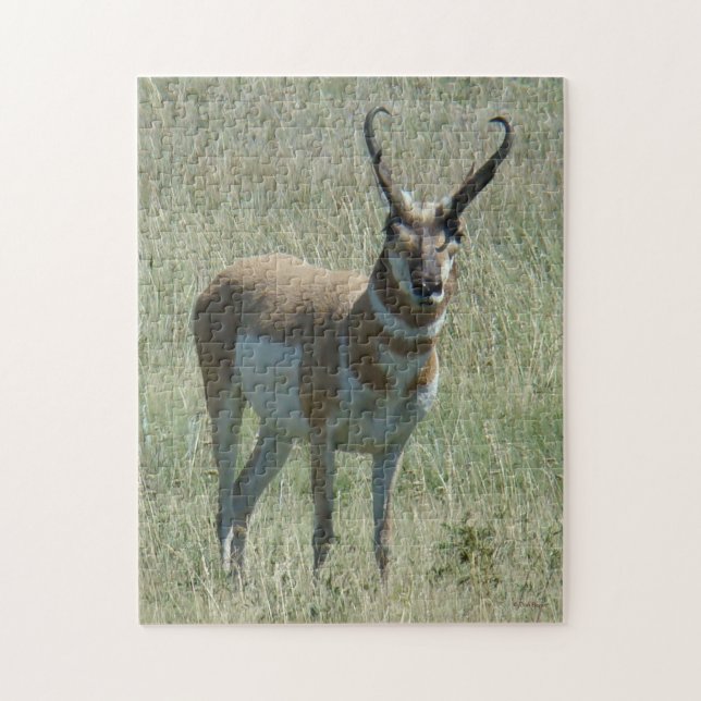 Puzzle A13 Pronghorn Antilope Buck (Vertical)