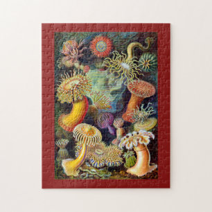 Puzzle Actiniae par Ernst Haeckel