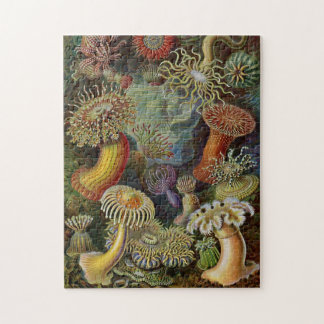 Puzzle Actinies d'Ernst Haeckel
