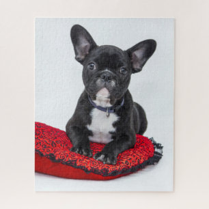 Puzzle Adorable Black and White Bulldog Puppy Photo