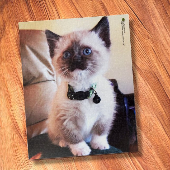 Puzzle Adorable Siamese Kitten Blue Oye photo Gros plan (jigsaw puzzle on table)