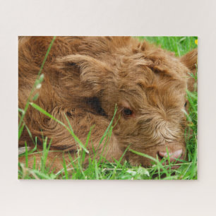 Puzzle Adorable veau écossais des Highlands