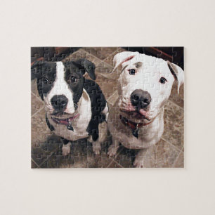 Puzzle adorables chiots pitbull chiens
