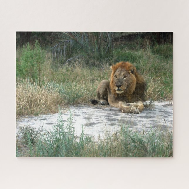 Puzzle africain Lion (Horizontal)