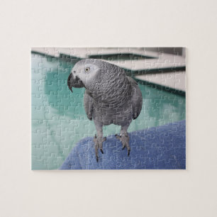 Puzzle African Grey Pool Party