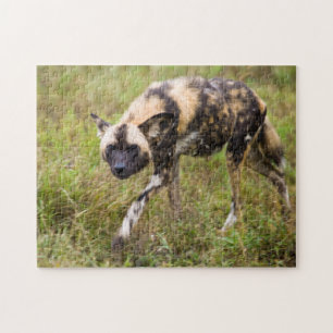 Puzzle African Wild Dog, Madikwe Game