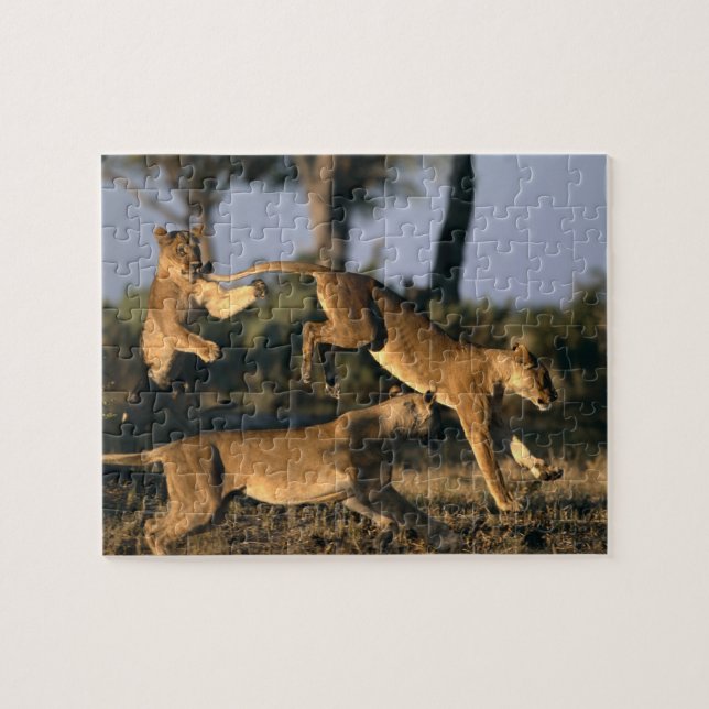 Puzzle Afrique, Botswana, Parc national de Chobe, Lionnes (Horizontal)