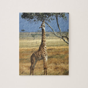 Puzzle Afrique, Kenya, Amboseli NP. Un commun, ou Masai,