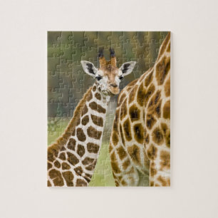 Puzzle Afrique. Kenya. bébé girafe de Rothschild