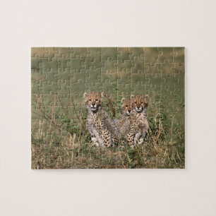 Puzzle Afrique; Kenya; Masai Mara; Trois bébés guépards
