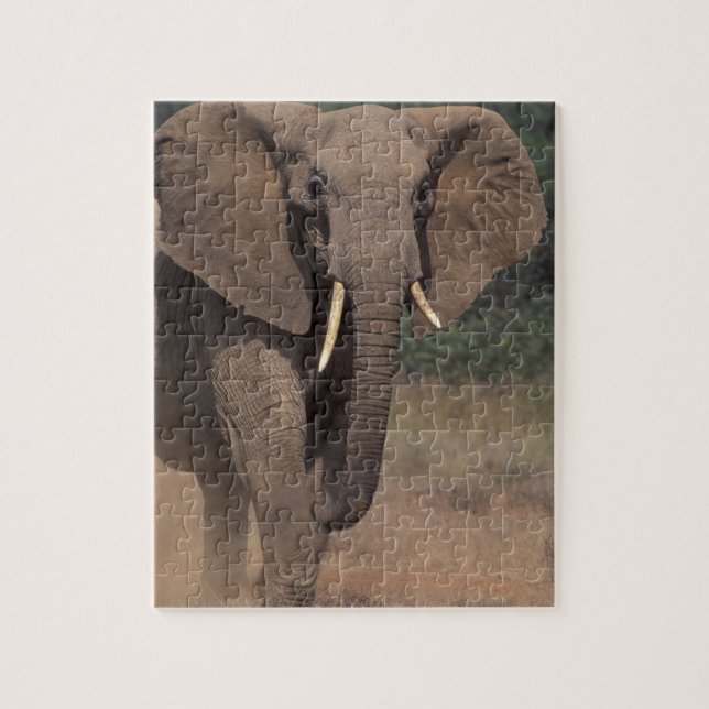 Puzzle Afrique, Kenya, Nanyuki, Mpala. Éléphant d'Afrique (Vertical)