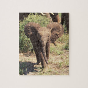 Puzzle Afrique, Kenya, Parc national d'Amboseli. Africain