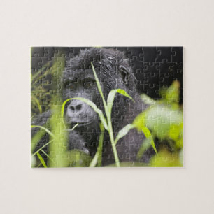 Puzzle Afrique Ouganda, Bwindi