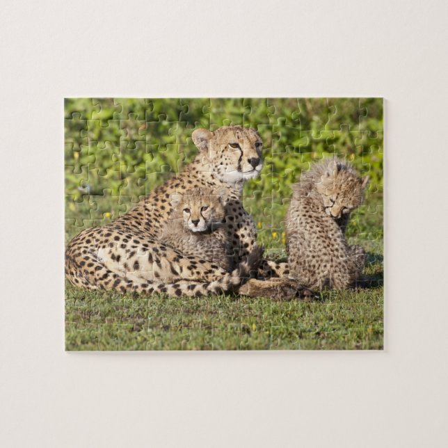 Puzzle Afrique. Tanzanie. Cheetah mère et petits 2 (Horizontal)