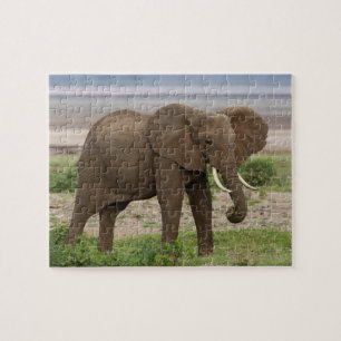 Puzzle Afrique. Tanzanie. Éléphant au parc national du la
