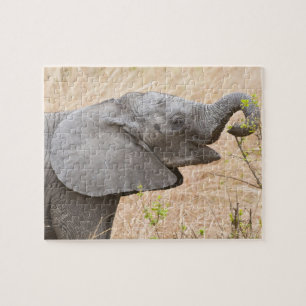Puzzle Afrique. Tanzanie. Jeune éléphant à Tarangire