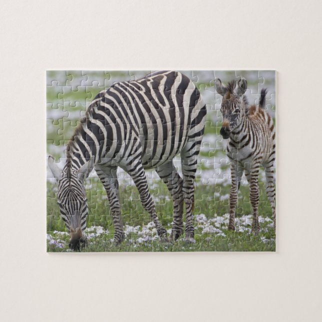 Puzzle Afrique. Tanzanie. Zèbre mère et jeune (Horizontal)